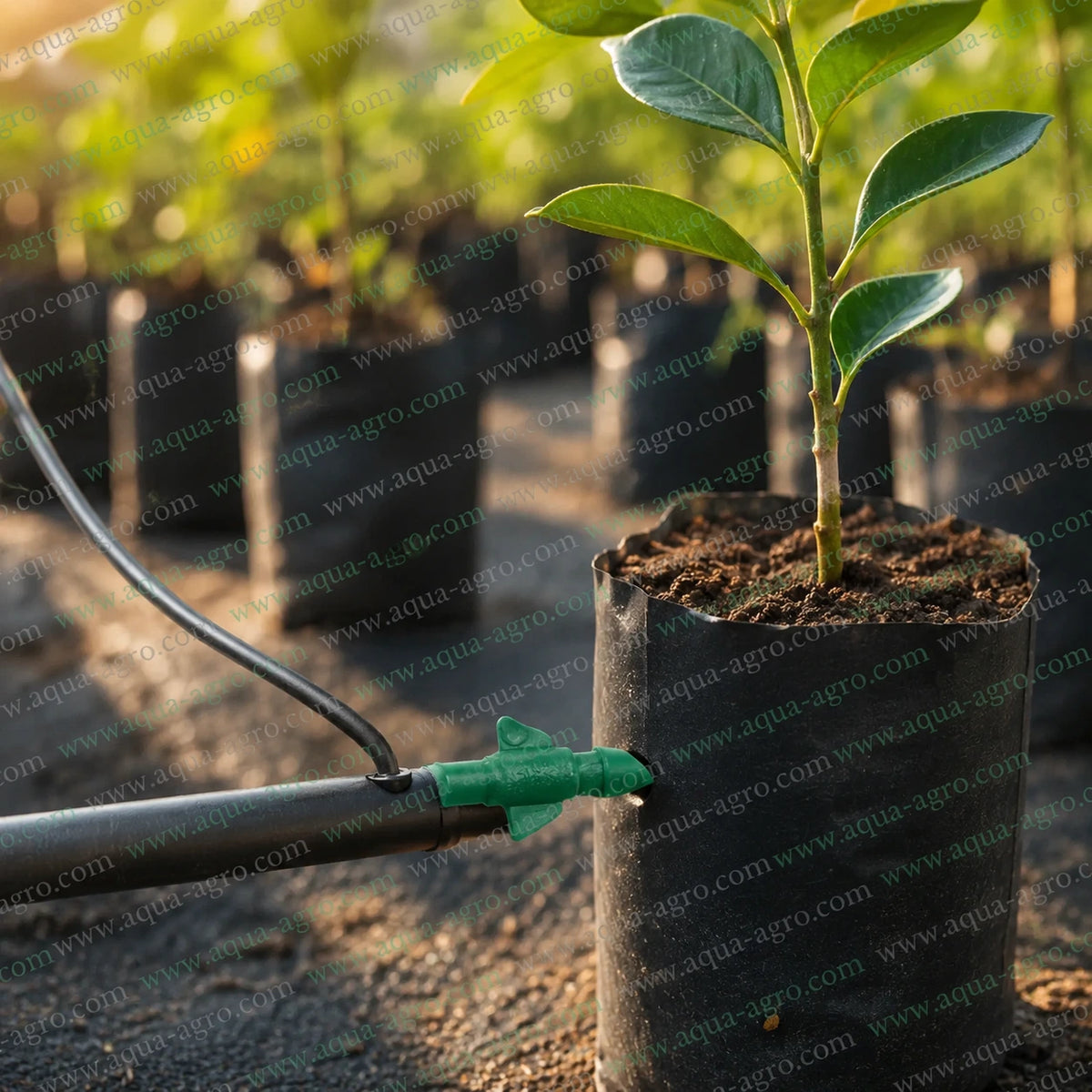 AQUA AGRO straight neck micro tube pin installed on drip irrigation lateral for nursery plant watering and micro irrigation connection