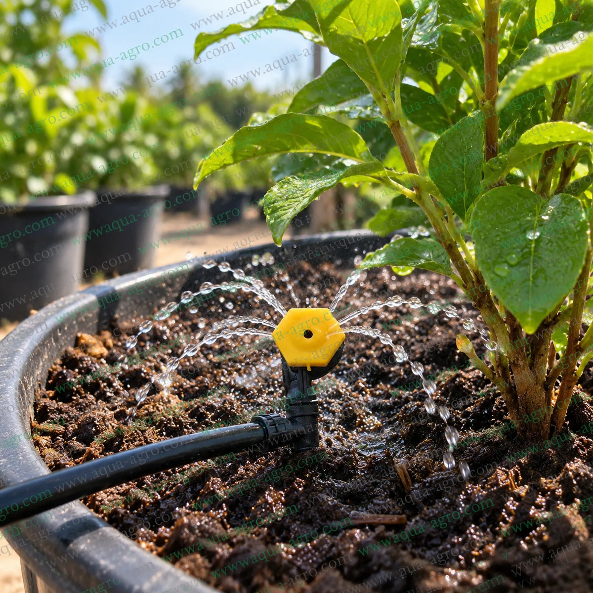 AQUA AGRO 50 LPH Telephonic Bubbler Mister with Black and Yellow Sprayer Head and 4mm Micro Barbed Inlet Watering Plants in Nursery Pot Using Micro Irrigation System