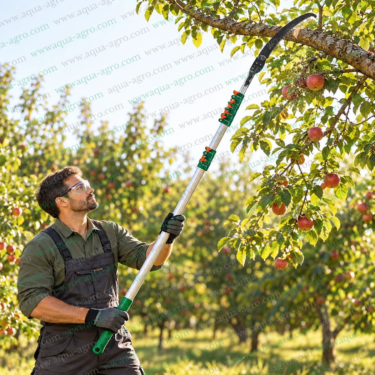 DAP PG-700 premium telescopic tree pruner with curved folding saw and extendable oval aluminium pole up to 7 metre for high reach orchard tree branch cutting