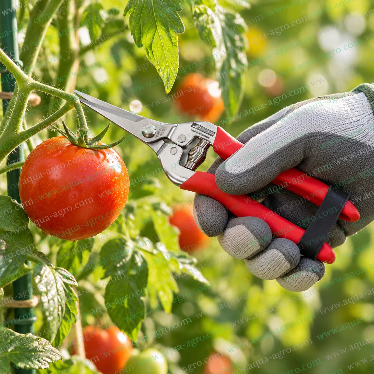 SUNYA Taiwan 33003Z premium bypass pruning shear with metal handle rubberised non slip grip spring loaded action and 18mm cutting capacity for fruit flowers and light pruning