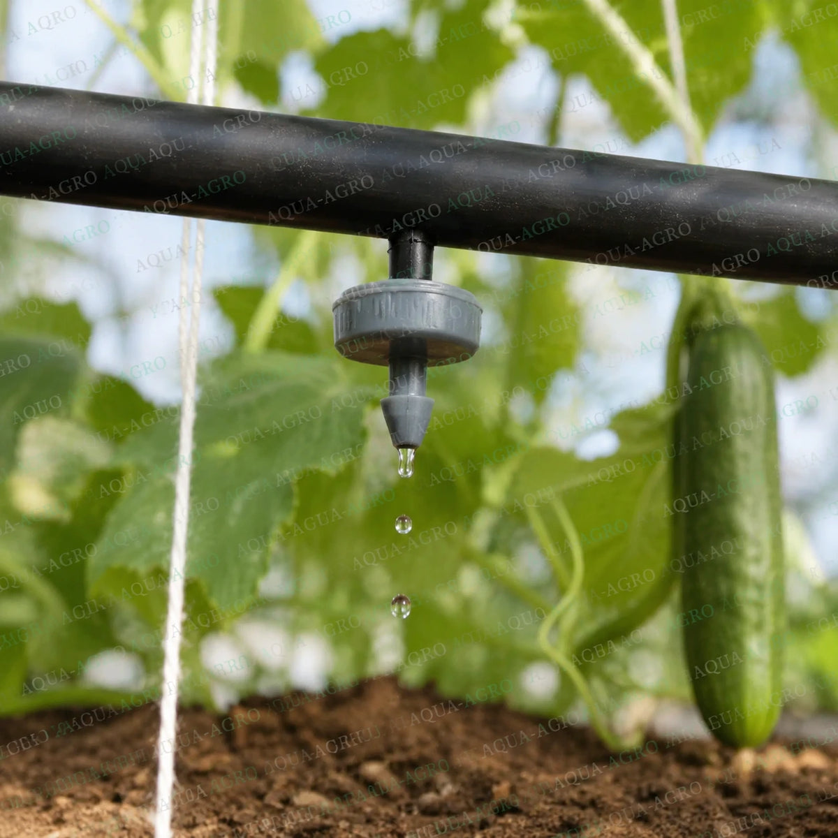 NETAFIM PCJ 4 LPH pressure compensated grey dripper installed on drip irrigation lateral pipe watering cucumber plants