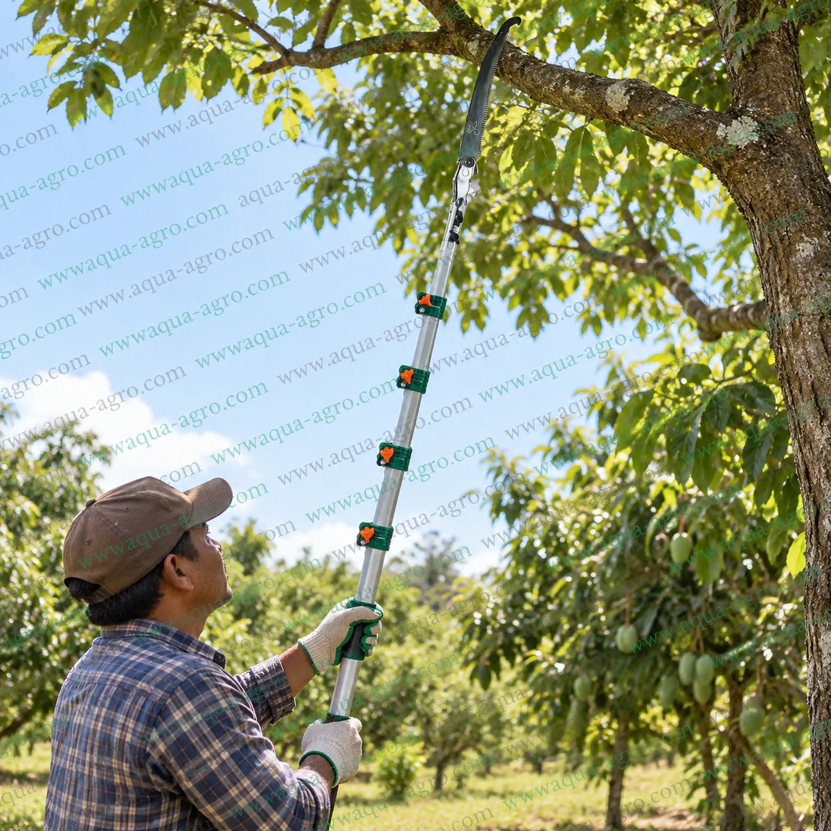 DAP PG-307 premium telescopic tree pruner with extendable oval aluminium pole and curved folding saw for high reach orchard tree branch cutting