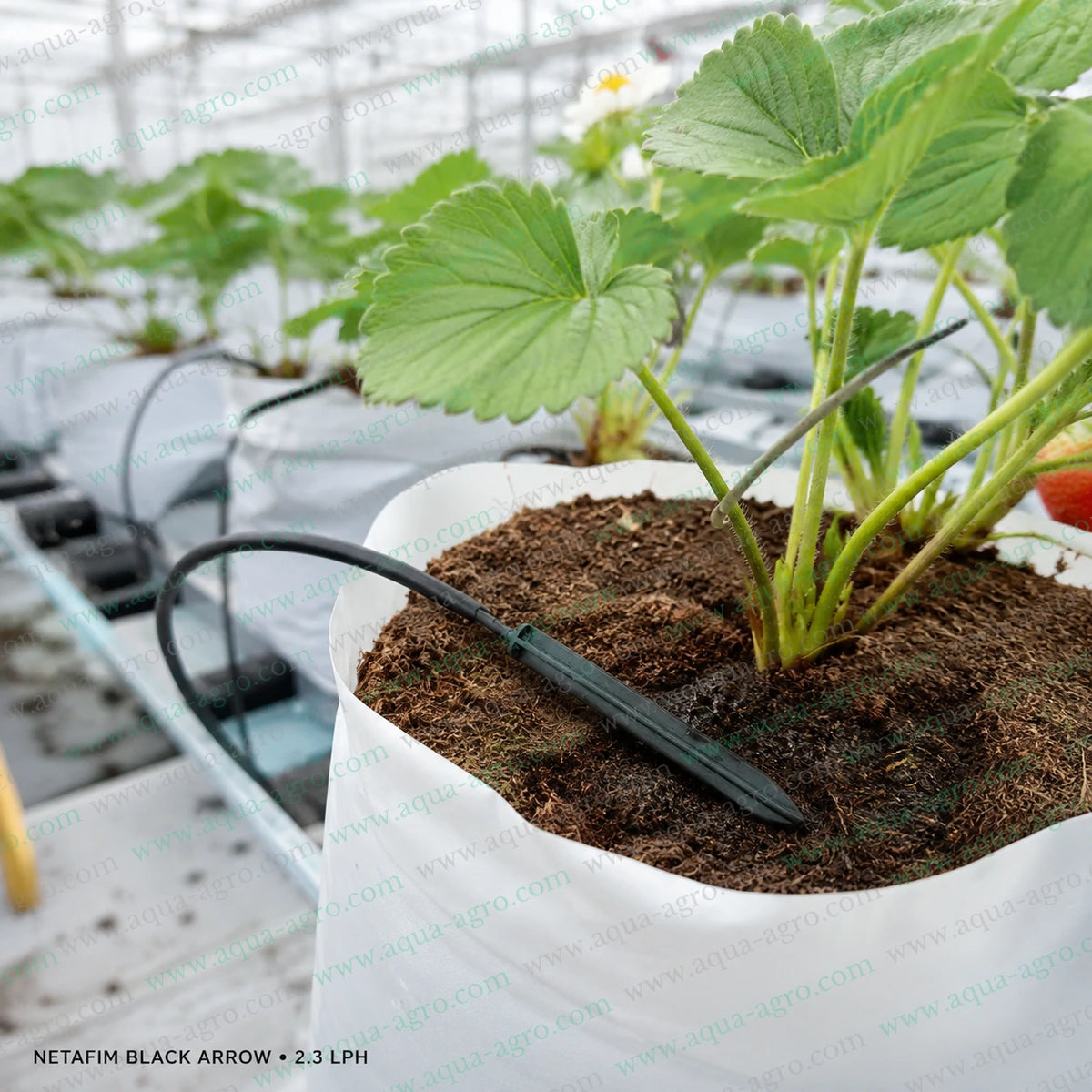 NETAFIM Black Arrow Dripper 2.3 LPH drip peg installed with 3.3x5mm micro tube for precise strawberry plant root-zone irrigation