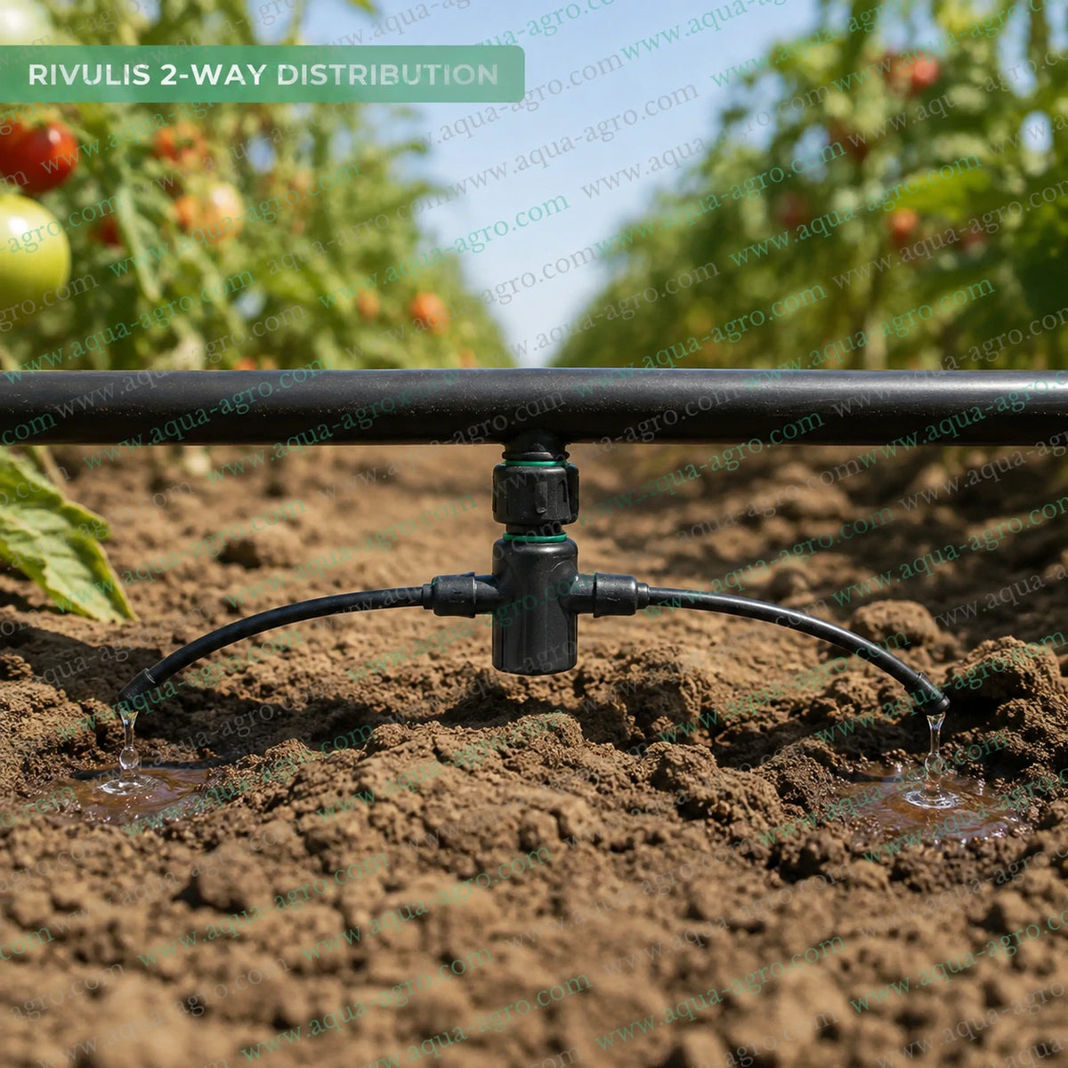 RIVULIS 2-way micro barbed drip adaptor installed with two micro tubes for distributing irrigation water to two plant root zones